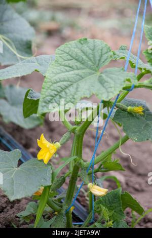 Gambo con cetriolo fiorito. Nel giardino cresce la boscaglia legata al cetriolo. Un piccolo cetriolo matura nel giardino Foto Stock