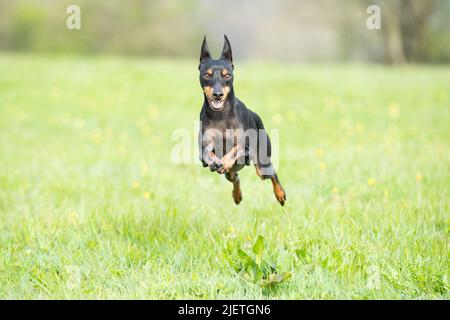 English Toy Terrier Foto Stock