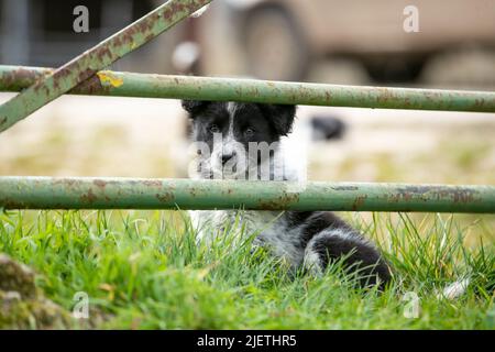 Border Collie cuccioli Foto Stock