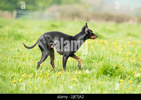 English Toy Terrier Foto Stock