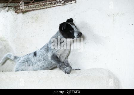 Border Collie cuccioli Foto Stock