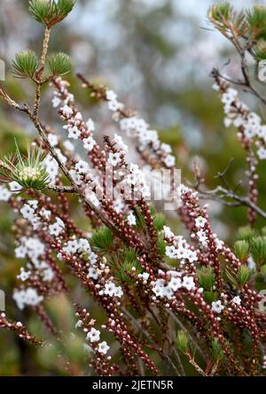 Fiori e germogli della costa nativa australiana Coral Heath, Epacris microfylla, famiglia Ericaceae, che cresce in brughiera a Sydney, NSW Foto Stock