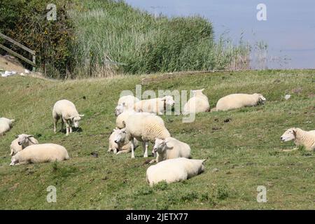 Pecora su un prato di dike su Sylt Foto Stock