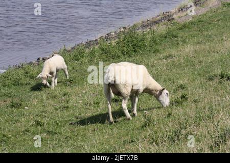 Pecora su un prato di dike su Sylt Foto Stock