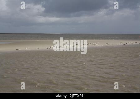 Foche su una barra di sabbia vicino all'isola di Langeoog Foto Stock