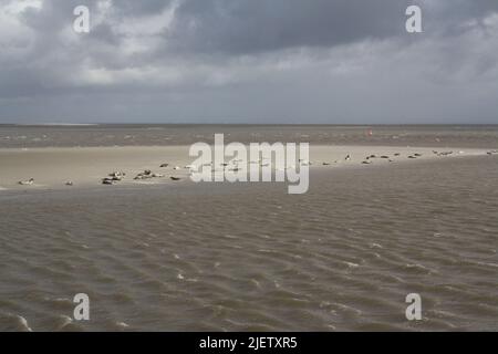 Foche su una barra di sabbia vicino all'isola di Langeoog Foto Stock