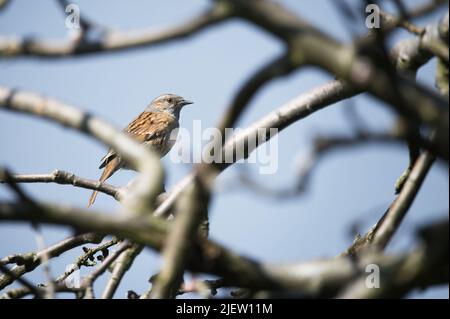 Dunnock (prunella modularis) arroccato su ramo di melo. Incorniciata da rami di albero di apple. Foto Stock