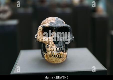 Cranio Ardipithecus Ramidus. Datato a 4,4 milioni di anni fa. Ara-VP-6/500 scoperto ad Aramis, Etiopia. Tbilisi, Georgia. Museo Nazionale Georgiano. R Foto Stock