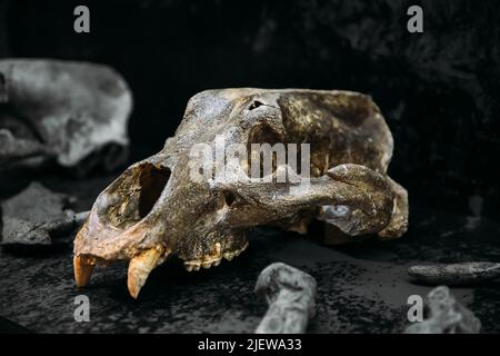 Tbilisi, Georgia. Museo Nazionale Georgiano. Scafi e ossa di Orso Cave. Cranio Ursus Spelaeus. Scoperto nel complesso della Grotta di Tsutskhvati. La Grotta Appe Foto Stock
