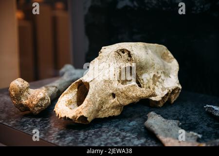 Tbilisi, Georgia. Museo Nazionale Georgiano. Cranio Ursus Spelaeus. Scafi e ossa di Orso Cave. Scoperto nel complesso della Grotta di Tsutskhvati. La Grotta Appe Foto Stock