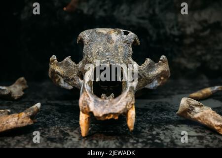 Cranio Ursus Spelaeus. Scafi e ossa di Orso Cave. Scoperto nel complesso della Grotta di Tsutskhvati. Tbilisi, Georgia. Museo Nazionale Georgiano. La Grotta Appe Foto Stock