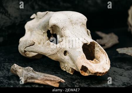 Scafi e ossa di Orso Cave. Scoperto nel complesso della Grotta di Tsutskhvati. Cranio Ursus Spelaeus. Tbilisi, Georgia. Museo Nazionale Georgiano. La Grotta Appe Foto Stock