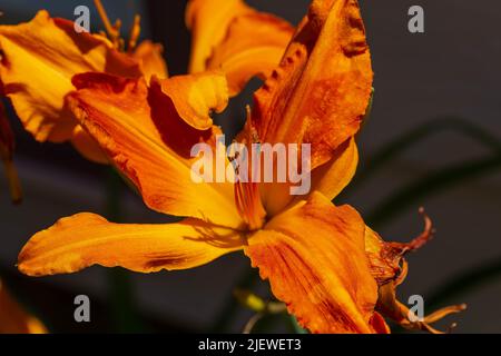Un giglio primal crema di arancia giorno al sole del mattino Foto Stock