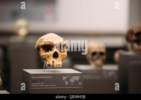 Homo Heidelbergensis. Datato a 500 000 anni fa. Tbilisi, Georgia. Museo Nazionale Georgiano. Scoperto a Broken Hill, Zambia Preistoric Man Skull, Foto Stock