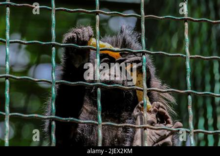 Il gorilla di montagna Gorilla beringei beringei seduto sul verde cespuglio. Il gorilla giovane guarda direttamente nella macchina fotografica. Un gorilla piccolo è sittin Foto Stock