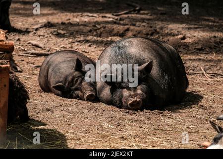 Nero grande maiale vietnamita. Maiale vietnamita abbellito di maiale Foto Stock