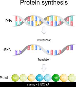 trascrizione e traduzione. Sintesi proteica. Durante la trascrizione una sezione di DNA convertita in mRNA. MRNA è letto dai ribosomi Illustrazione Vettoriale