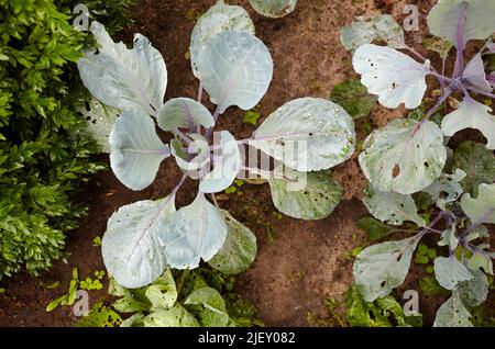 Bruxelles germogli dopo la pioggia in azienda. Coltivazioni vegetali in terra. Messa a fuoco selettiva, sfondo sfocato Foto Stock