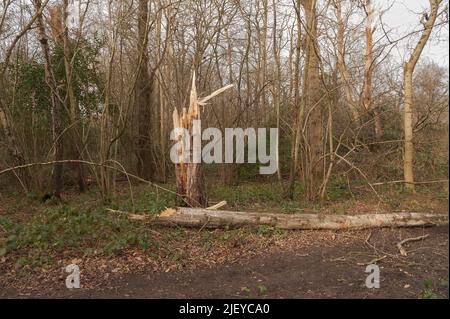Strappato a parte forma gli alti venti di tempesta Eunice caduto betulla d'argento, Betula pendula, alberi bloccare sentieri nel parco di Trosley Foto Stock
