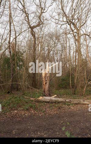 Strappato a parte forma gli alti venti di tempesta Eunice caduto betulla d'argento, Betula pendula, alberi bloccare sentieri nel parco di Trosley Foto Stock