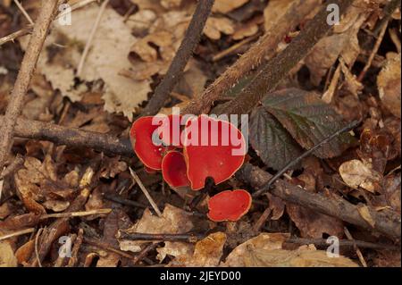 Sarcoscopyfa coccinea, scarlatto elfo di coppa che cresce tra ramoscelli caduti e rami in antichi boschi decidui Foto Stock