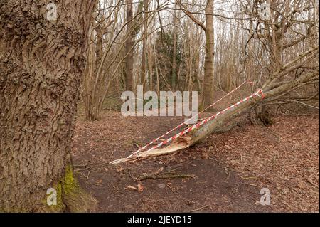 Strappato a formare gli alti venti di tempesta Eunice caduta cenere, Fraxinus excelsior, alberi bloccare sentieri nel parco Trosley Foto Stock