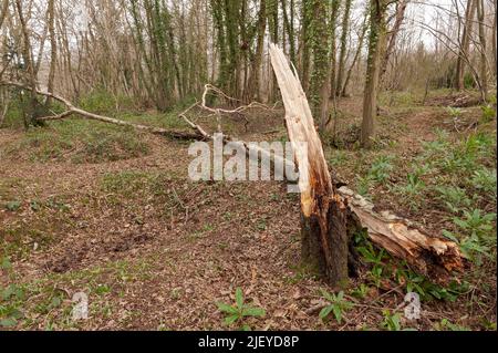 Strappato a parte forma gli alti venti di tempesta Eunice caduto betulla d'argento, Betula pendula, alberi bloccare sentieri nel parco di Trosley Foto Stock