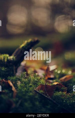 Muschio sulla terra della foresta con la luce del sole. Foto di alta qualità Foto Stock