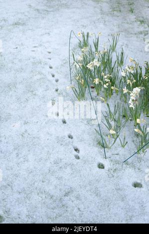 Direzione di marcia della volpe rossa sulla neve del giardino oltre ad un gruppo di narcisi in primavera Foto Stock