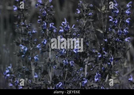 Salvia officinalis, fiore comune mallow visto in luce visibile e ultravioletta che mostra la visione di insetti guida per l'impollinazione Foto Stock