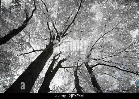 Faggio vecchio comune maturo Fagus sylvatica sotto la luce infrarossa con foglie che riflettono il calore Foto Stock