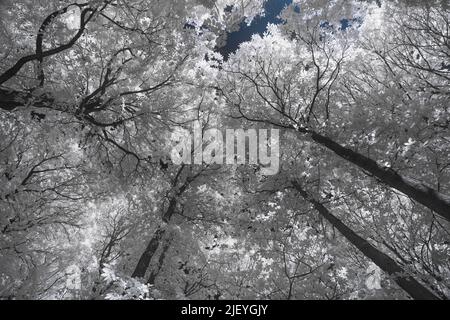 Mature alto vecchio comune castagno dolce Castanea sativa sotto la luce infrarossa con foglie che riflettono il calore Foto Stock