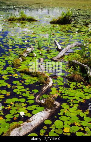 La zona litoranea su 422 acri promise Land Lake sulla Pocono Mountai della Pennsylvania Foto Stock
