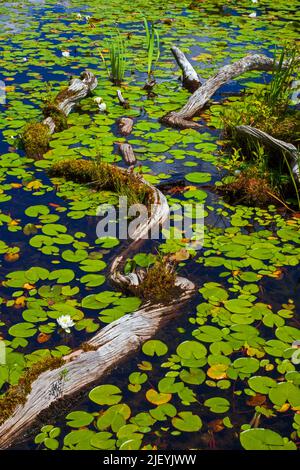 La zona litoranea su 422 acri promise Land Lake sulla Pocono Mountai della Pennsylvania Foto Stock