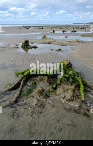 La foresta sommersa preistorica a bassa marea sulla spiaggia di Morfa Borth, Ceredigion, Galles Foto Stock