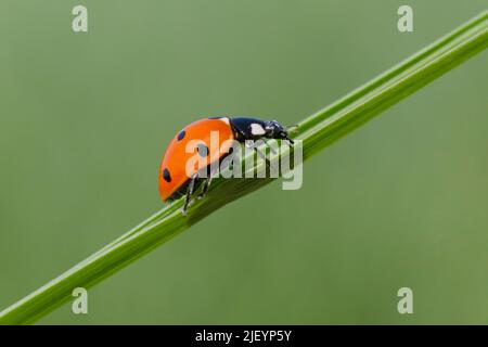 primo piano di ladybug su lama di erba su sfondo verde Foto Stock