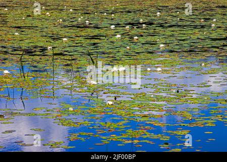 La zona litoranea su 422 acri promise Land Lake sulla Pocono Mountai della Pennsylvania Foto Stock