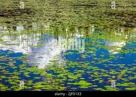 La zona litoranea su 422 acri promise Land Lake sulla Pocono Mountai della Pennsylvania Foto Stock