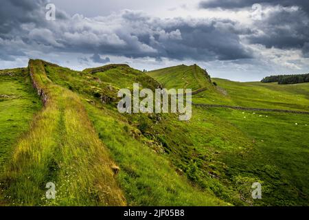 A ovest dal Forte romano di Housesteads lungo il Muro di Adriano come segue la formazione rocciosa di Whin Sill, Northumberland, Inghilterra Foto Stock