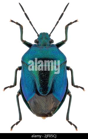 Vera specie di bug Zicrona caerulea, nome banale: Blu scudo bug. Foto Stock