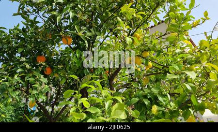 Un primo piano di alberi di arancio e limone in un giardino in Grecia Foto Stock