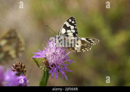 Das Schachbrett oder auch Damenbrett (Melanargia galatea) Foto Stock