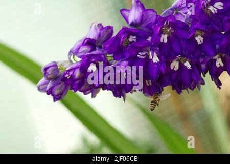 Un primo colpo di un'ape che vola al delphinium viola (larkspur) fiore Foto Stock