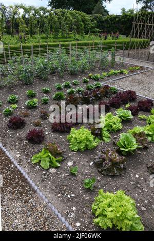 Tracciato di verdure Foto Stock