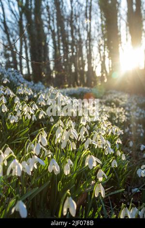 Primo piano di nevicate in un bosco scozzese. Foto Stock