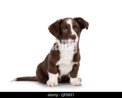 Carino marrone con cuccia bianca gallese Corgi Cardigan, seduta davanti. Guardando accanto alla fotocamera. Isolato su sfondo bianco. Foto Stock