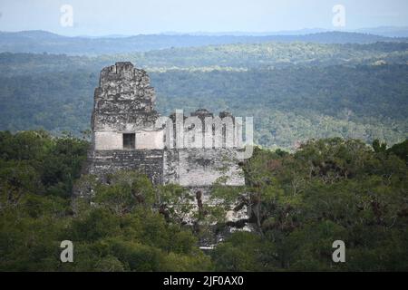 Una bella foto della Grande Jaguar Tikal in Guatemala Foto Stock