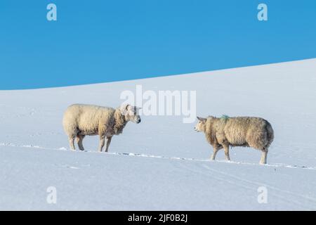 Due pecore in un campo coperto di neve Foto Stock