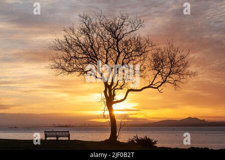Un albero che si staglia dall'alba a Dalgety Bay e si affaccia su Edimburgo e Arthurs Seat. Foto Stock