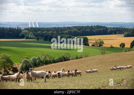 Un gregge di pecore in un campo che guarda il Queensferry Crossing, Fife, Scozia Foto Stock